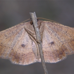 Idiodes apicata at Bolivia, NSW - suppressed
