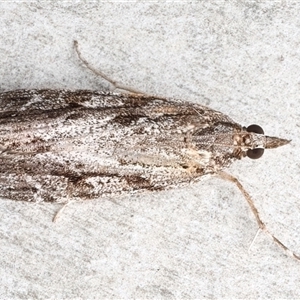 Scoparia philonephes at Rosedale, NSW - 11 Apr 2025 09:08 PM