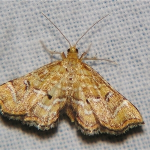 Musotima ochropteralis at Bolivia, NSW - suppressed