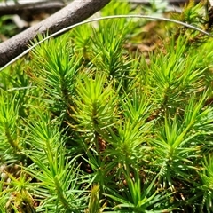 Polytrichaceae sp. (family) at Middle Arm, NSW - 12 Apr 2025 by trevorpreston