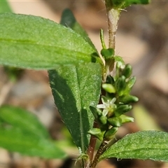 Persicaria prostrata (Creeping Knotweed) at Middle Arm, NSW - 12 Apr 2025 by trevorpreston