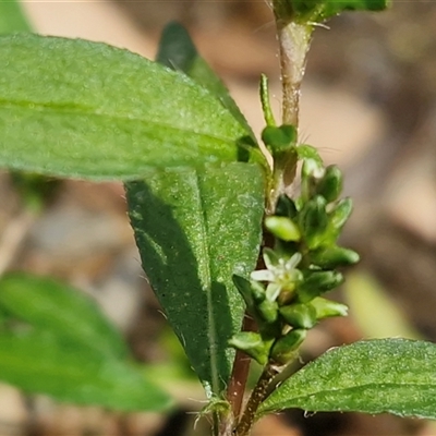 Persicaria prostrata (Creeping Knotweed) at Middle Arm, NSW - 12 Apr 2025 by trevorpreston