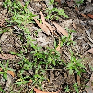 Persicaria prostrata at Middle Arm, NSW - 12 Apr 2025 12:07 PM