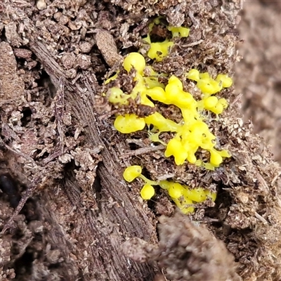 Myxomycete-plasmodium(class) (A slime mould) at Middle Arm, NSW - 12 Apr 2025 by trevorpreston
