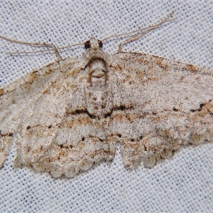 Didymoctenia exsuperata at Bolivia, NSW - suppressed