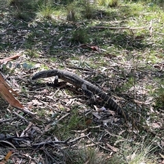 Varanus rosenbergi at Rendezvous Creek, ACT - suppressed
