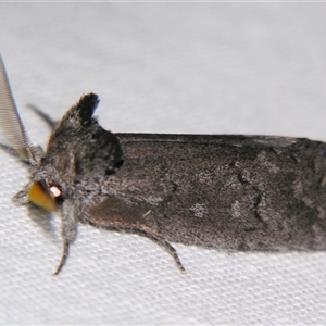Hobartina amblyiodes at suppressed - suppressed