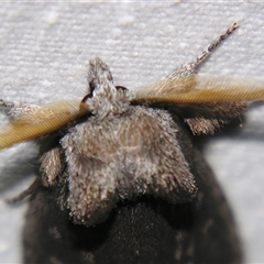 Hobartina amblyiodes at suppressed - suppressed