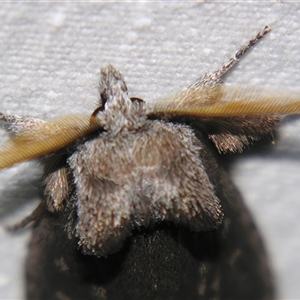 Hobartina amblyiodes at suppressed - suppressed