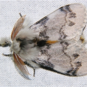 Iropoca rotundata at Bolivia, NSW - suppressed