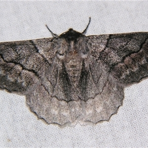 Hypobapta tachyhalotaria at Bolivia, NSW - suppressed