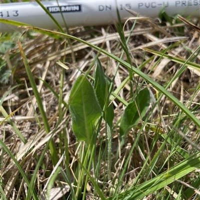 Hackelia suaveolens (Sweet Hounds Tongue) at Mount Clear, ACT - 12 Nov 2024 by JamesVandersteen