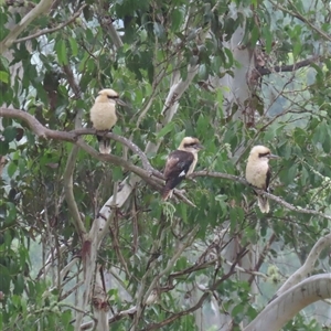 Dacelo novaeguineae at Kangaroo Valley, NSW - suppressed