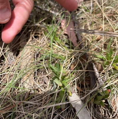 Epilobium billardiereanum subsp. cinereum (Hairy Willow Herb) at Mount Clear, ACT - 12 Nov 2024 by JamesVandersteen