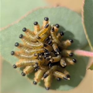 Perginae sp. (subfamily) at Holder, ACT - 13 Apr 2025 11:14 AM
