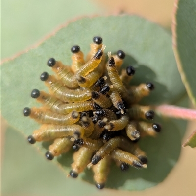 Pseudoperga sp. (genus) at Holder, ACT - Yesterday by Miranda