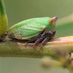 Sextius virescens (Acacia horned treehopper) at Coombs, ACT - Yesterday by Miranda
