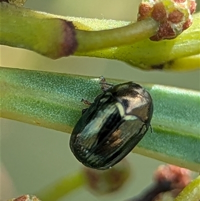 Ditropidus sp. (genus) (Leaf beetle) at Coombs, ACT - Yesterday by Miranda