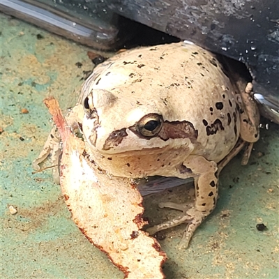Litoria verreauxii verreauxii (Whistling Tree-frog) at Bungendore, NSW - 13 Apr 2025 by KayEm