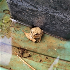 Litoria verreauxii verreauxii at Bungendore, NSW - suppressed