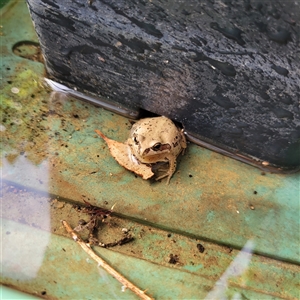 Litoria verreauxii verreauxii at Bungendore, NSW - suppressed