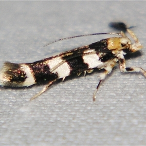 Limnaecia camptosema at Bolivia, NSW - suppressed