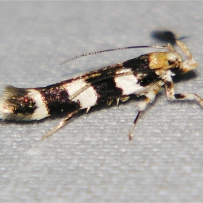 Limnaecia camptosema (A Cosmet moth (Cosmopteriginae) at Bolivia, NSW - 27 Sep 2008 by PJH123