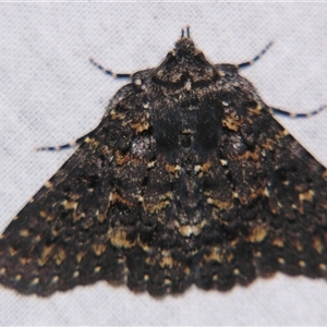 Praxis edwardsii at Bolivia, NSW - suppressed