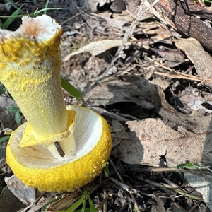 Amanita flavella at Kangaroo Valley, NSW - 13 Apr 2025 01:33 PM