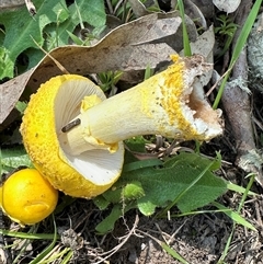 Amanita flavella at Kangaroo Valley, NSW - 13 Apr 2025 01:33 PM