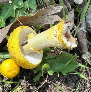 Amanita flavella at Kangaroo Valley, NSW - 13 Apr 2025 01:33 PM