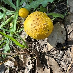 Amanita flavella at Kangaroo Valley, NSW - 13 Apr 2025 01:33 PM