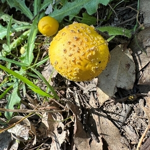 Amanita flavella at Kangaroo Valley, NSW - 13 Apr 2025 01:33 PM
