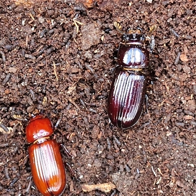 Aulacocyclus edentulus (Passalid beetle) at Middle Arm, NSW - 12 Apr 2025 by trevorpreston