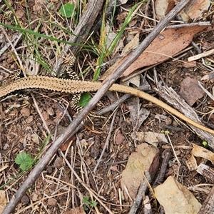 Eulamprus heatwolei at Burra, NSW - 13 Apr 2025 12:00 PM