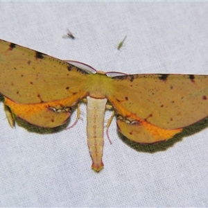 Parepisparis lutosaria at Bolivia, NSW - suppressed