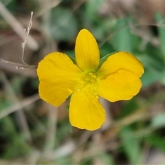 Hypericum gramineum (Small St Johns Wort) at Middle Arm, NSW - 12 Apr 2025 by trevorpreston