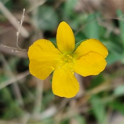 Hypericum gramineum (Small St Johns Wort) at Middle Arm, NSW - 12 Apr 2025 by trevorpreston