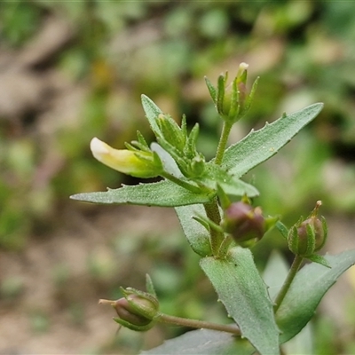 Gratiola pedunculata (Brooklime) at Middle Arm, NSW - 12 Apr 2025 by trevorpreston