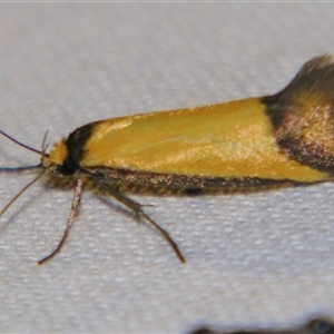 Philobota ancylotoxa at Bolivia, NSW - suppressed
