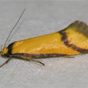 Philobota ancylotoxa at Bolivia, NSW - suppressed