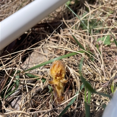 Orobanche minor (Broomrape) at Mount Clear, ACT - 12 Nov 2024 by JamesVandersteen