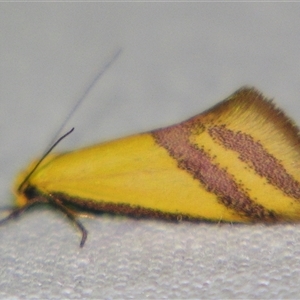 Coeranica isabella at Bolivia, NSW - suppressed
