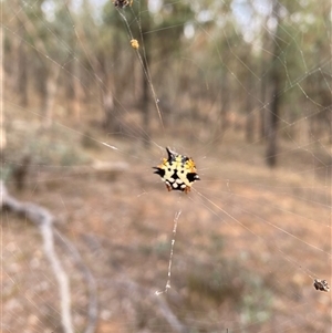 Austracantha minax at Suggan Buggan, VIC - 13 Apr 2025 07:19 AM
