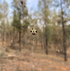 Austracantha minax at Suggan Buggan, VIC - 13 Apr 2025 07:19 AM