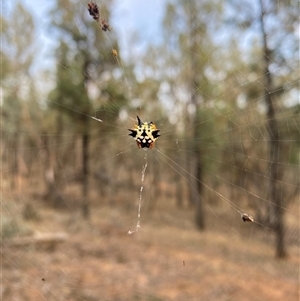 Austracantha minax at Suggan Buggan, VIC - 13 Apr 2025 07:19 AM