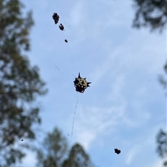 Austracantha minax at Suggan Buggan, VIC - 13 Apr 2025 07:19 AM