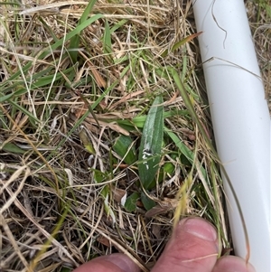 Plantago varia at Mount Clear, ACT - 12 Nov 2024 12:52 PM