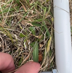 Plantago varia at Mount Clear, ACT - 12 Nov 2024 12:52 PM
