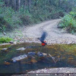 Calyptorhynchus lathami lathami at Woodlands, NSW - suppressed